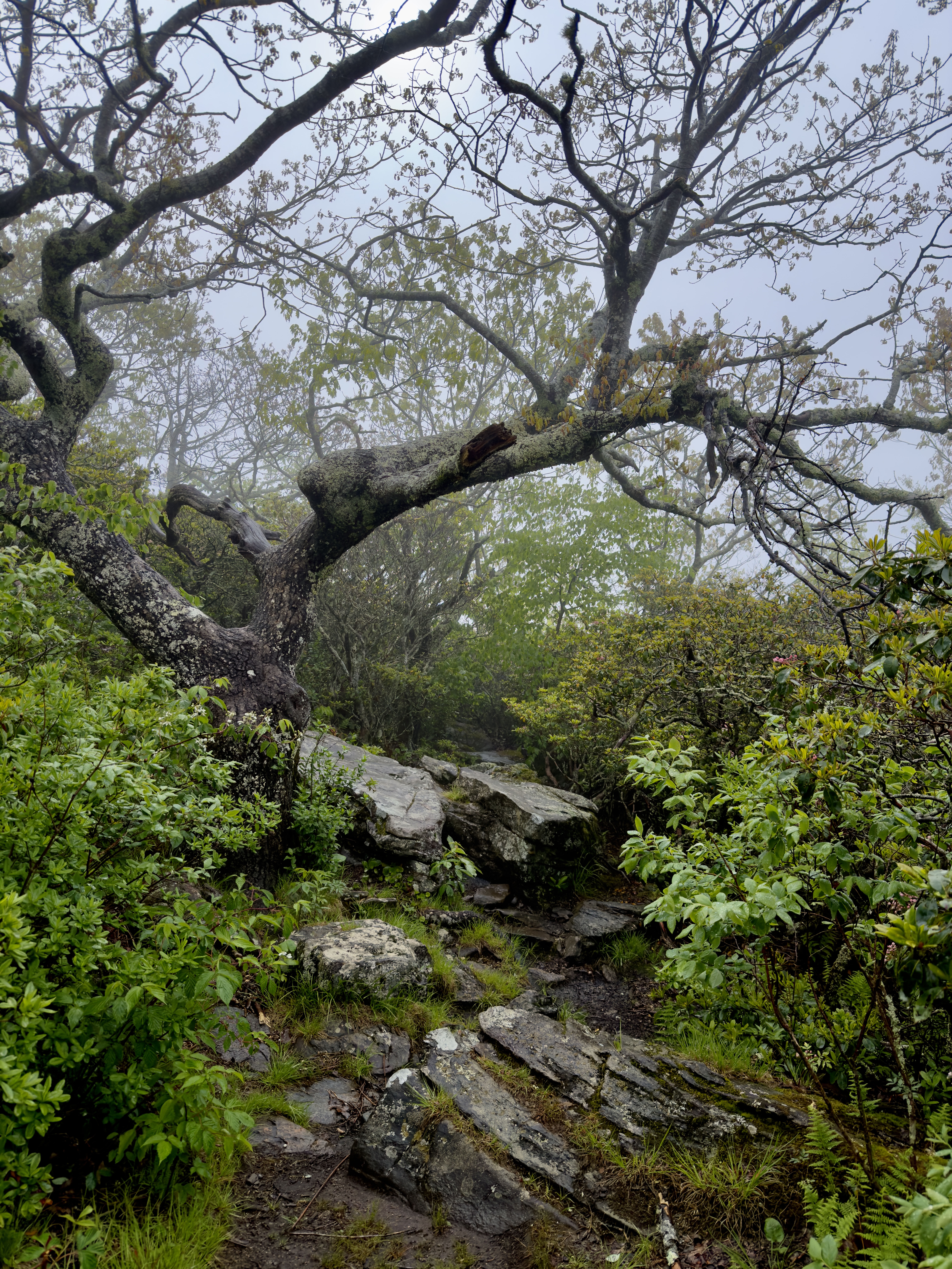 Mount Pisgah Trail